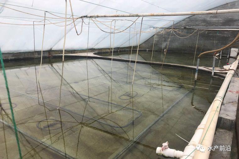 出蝦27斤/立方，連續(xù)三造成功后，工廠化養(yǎng)蝦在他看來(lái)并不難！