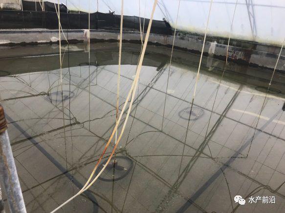 出蝦27斤/立方，連續(xù)三造成功后，工廠化養(yǎng)蝦在他看來(lái)并不難！